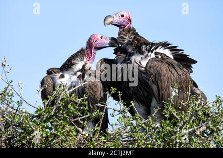 Brutpaar Lappet-gesichtige Geier (Torgos tracheliotos) im Baumkacheliotos des Masai Mara National Reserve, Kenia Stockfoto