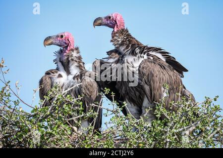 Brutpaar Lappet-gesichtige Geier (Torgos tracheliotos) im Baumkacheliotos des Masai Mara National Reserve, Kenia Stockfoto