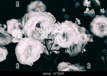 Rosen blühen in einem botanischen Garten. Schwarz und Weiß Stockfoto