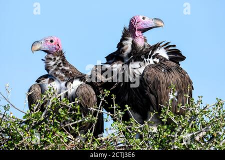 Brutpaar Lappet-gesichtige Geier (Torgos tracheliotos) im Baumkacheliotos des Masai Mara National Reserve, Kenia Stockfoto