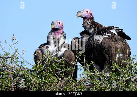 Brutpaar Lappet-gesichtige Geier (Torgos tracheliotos) im Baumkacheliotos des Masai Mara National Reserve, Kenia Stockfoto