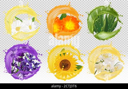 Spritzer Flüssigkeit auf Blume. Realistische Kamille, Calendula, Lavendel, Aloe Vera, Sonnenblume, Jasmin. Illustration für Beauty-Produkte, Tees, Parfüms, Medizin. Vektorgrafik. Stock Vektor