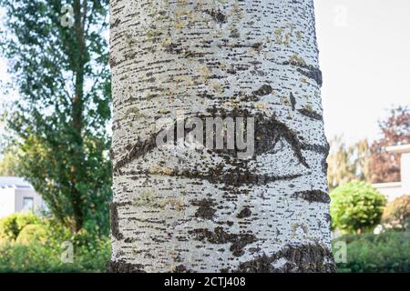 Detaillierte Abbildung der Rinde von grauem Pappelbaum (Populus canescens). Baum mit Augen. Stockfoto