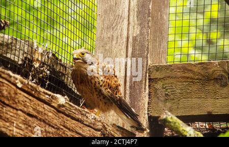 Seitenansicht eines gemeinen Turmfalken ist ein Greifvogel, der zur Turmfalkengruppe der Falkenfamilie Falconidae, lateinisch Falco tinnunculus, gehört Stockfoto