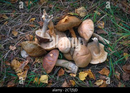 Ein Bündel von frisch gepflückten essbaren Waldpilzen auf einem Boden mit gefallenen Blättern bedeckt. Stockfoto