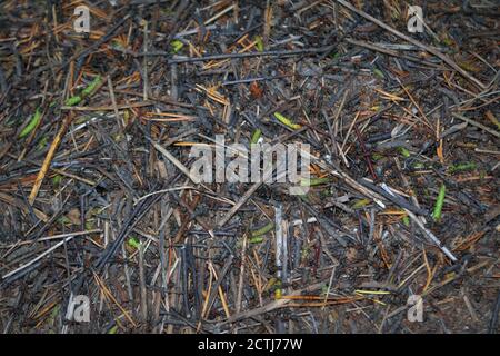 Rote Waldameisen Formica Rufa in Ameisenhaufen Makro Foto, große Ameisenhaufen Nahaufnahme. Stockfoto