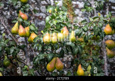 Nahaufnahme von Birnenbaum mit Birnen in Büschen hängen Während eines sonnigen Tages in Großbritannien Stockfoto