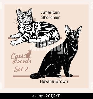 Katzenrassen - American Shorthair, Havana Brown - fröhliche Katzen isoliert auf weiß - Vektor-Set Stock Vektor