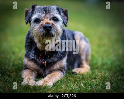 Border Terrier Dog - Reife Grizzle & Tan Männliche Border Terrier. Stockfoto