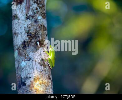 Grüner Baumfrosch, auf einem Flechten bedeckten Baumstamm, gefunden in Dickinson, Texas, USA Stockfoto