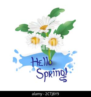 Vektorgrafik. Bouquet realistische Gänseblümchen, Kamillenblüten mit Blättern. Wasserspritzer. Schriftzug Hallo Frühling! Grußkarte, Frühlingsposter auf weißem Hintergrund. Stock Vektor