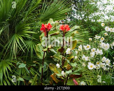 Frühe Herbstfarbe in einem kleinen, exotischen Plymouth, UK Garten mit Hedychium greenii und Anemone 'Honorine Jobert' mit einer Chamaerops humilis Fächerpalme Stockfoto