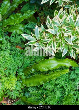 Hardy immergrünen Schatten Garten Laub Kombination mit Asplenium scolopendrium und Adiantum venustum wächst unter der bunten Pieris japonica 'Flaming Stockfoto