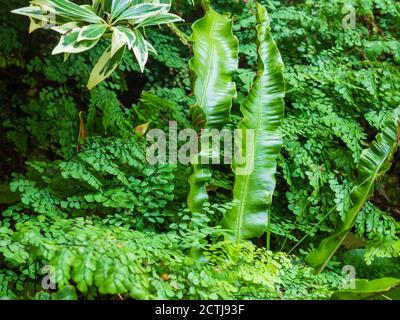 Hardy immergrünen Schatten Garten Laub Kombination mit Asplenium scolopendrium und Adiantum venustum wächst unter der bunten Pieris japonica 'Flaming Stockfoto