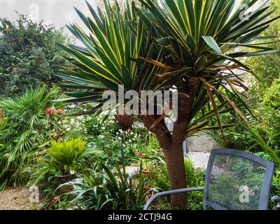 Die Ecke eines kleinen, tropischen exotischen Gartens in Plymouth, Großbritannien, wird von einem großen, mehrköpfigen Yucca gloriosa 'Variegata' dominiert. Stockfoto