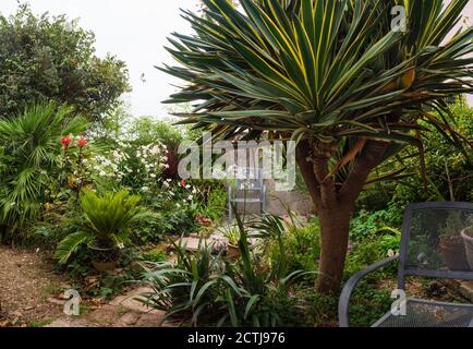 Die Ecke eines kleinen, tropischen exotischen Gartens in Plymouth, Großbritannien, wird von einem großen, mehrköpfigen Yucca gloriosa 'Variegata' dominiert. Stockfoto