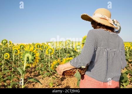 Rückansicht einer älteren Frau mit Korb in der Hand, die in einem Sonnenblumenfeld läuft. Leerzeichen für Text. Stockfoto