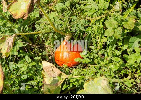Orangener / gelber Kürbis liegt im Gras Stockfoto