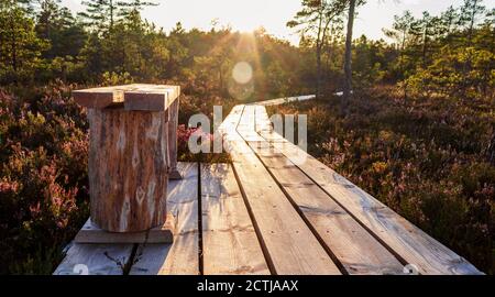 Sonnenuntergangsszenerie der hölzernen Bank auf einem Brett-Weg, der durch Torfmoor in Lettland führt. Stockfoto