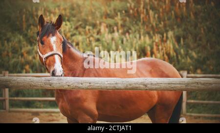 Ein schönes Lorbeerpferd mit einem weißen Streifen und einem Halfter an der Schnauze steht an einem Herbsttag in einem Fahrerlager hinter einem Holzzaun. Landwirtschaft. Viehzucht. Stockfoto