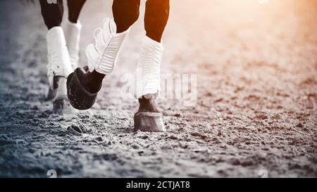 Die Beine sind ein dunkles Pferd, das Trab läuft, Hufe und Staub in der Luft aufwirbelt, beleuchtet vom Sonnenlicht. Pferdesport. Stockfoto
