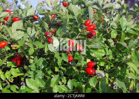 Hunderose. Herbst. Heilende Eigenschaften. Behandlung mit Heilpflanzen Stockfoto