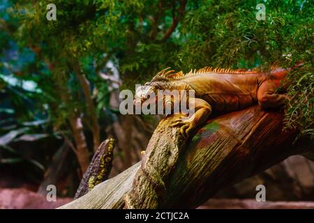 Sleeping Dragon - Nahaufnahme Porträt eines ruhenden orange gefärbt Männlicher grüner Leguan Stockfoto