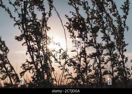 Artemisia tridentata, Beifuß, Sagebush Wildgras Silhouette auf Sonnenuntergang Himmel Hintergrund. Sommer Prärie Nahaufnahme mit heller Sonne am warmen Himmel Stockfoto