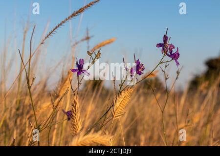 Lila Blüten im trockenen gelben Gras, kleine Sommer Wildblumen, verschwommener Hintergrund mit vielen Blumen auf klaren blauen Himmel Stockfoto