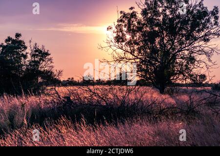 Sonnenuntergang in ländlicher Umgebung über dem wilden Rasen mit trockenem Gras in Sonnenstrahlen und dunkle Bäume Silhouette in Violett lebendige warme herbstliche lebendige Farben Stockfoto