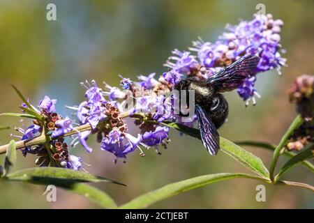 Die violette Zimmermannbiene, eine große schwarze Biene, saugt Nektar auf violette Blume an einem sonnigen Herbsttag im Garten. Verschwommener Hintergrund. Stockfoto