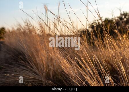 Trockenes Gras Stängel in Sonnenstrahlen in Herbstfarben Nahaufnahme auf Sonnenuntergang Himmel Hintergrund leuchten. Sonnenuntergang Zeit in wilden ländlichen Rasen Stockfoto