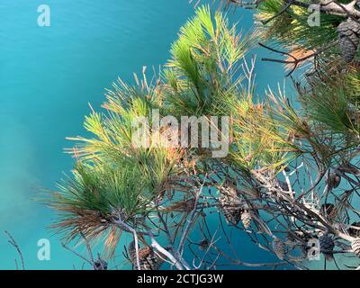 Üppig grüne Kiefernzweige über azurblauem Meer. Ruhiges blaues Wasser. Mediterraner Sommer. Tolle Meereslandschaft. Stockfoto