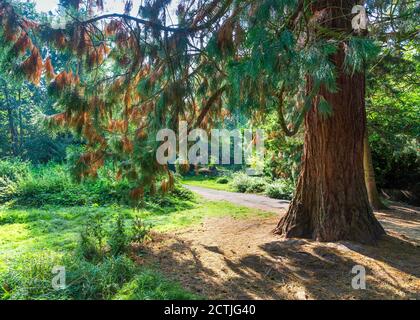 Schöner Brueton Park in Solihull, West Midlands, England. Stockfoto