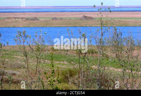 Schöne natürliche Farben der isländischen Natur. Landschaft auf dem Land in Island. Blaues Flusswasser, grüne Grasfelder, junge kleine Bäume Birke, Weide Stockfoto