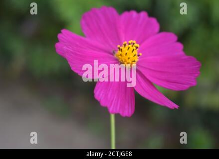 Garden Cosmos Blumenbild aufgenommen in Mankhim, Sikkim, Indien Stockfoto