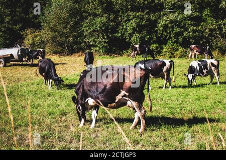 Viele schwarze Kühe auf der Wiese umgeben von Bäumen Stockfoto