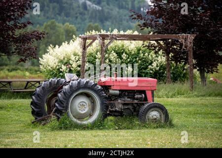 Roter Traktor geparkt auf Rasen im Hof der lokalen Farm am Sommertag in Pemberton Village in British Columbia, Kanada Stockfoto