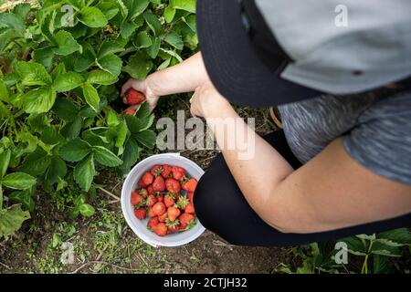 Von oben unerkennbare Frau sitzt auf Hacken und Ernte reif Erdbeeren während der Arbeit auf der lokalen Farm in Pemberton Village in British Columbi Stockfoto