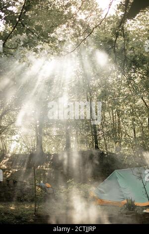 Sonnenstrahlen brechen durch Bäume im Wald Stockfoto
