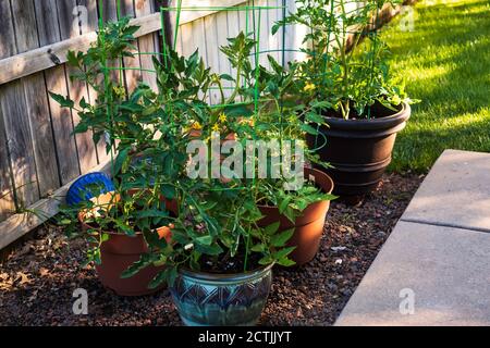 Tomatenpflanzen wachsen in Töpfen, Container im Garten. Kansas, USA. Stockfoto