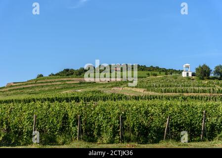 Weinberge am Hang der Kellerei Disznoko in der Tokaj Weinregion von Ungarn Stockfoto