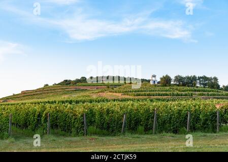 Weinberge am Hang der Kellerei Disznoko in der Tokaj Weinregion von Ungarn Stockfoto