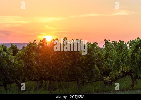 Sonnenuntergang über Weinreben im Weinberg der Kellerei Disznoko In der Tokaj Weinregion Stockfoto