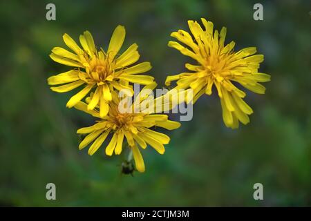 Gelbe Wildblumen auf einem unscharfen natürlichen Hintergrund Nahaufnahme. Stockfoto