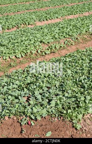 Arizona Radish Ernte John Deere Stockfoto