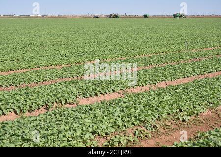 Arizona Radish Ernte John Deere Stockfoto