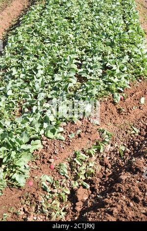 Arizona Radish Ernte John Deere Stockfoto