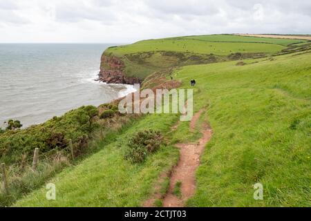 St Bees Klippe Wanderweg und der erste Abschnitt der Küste zu Küste Fernwanderweg, in Richtung St Bees Norden Kopf, Cumbria, England, Großbritannien Stockfoto