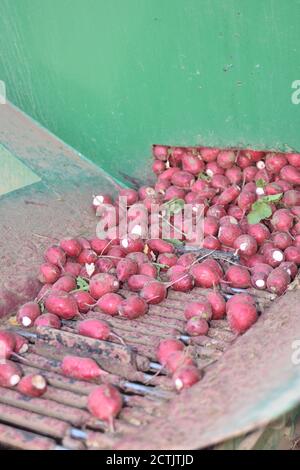 Arizona Radish Ernte John Deere Stockfoto